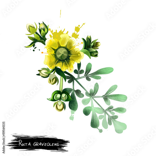 Common rue ruta graveolens. Digital art.