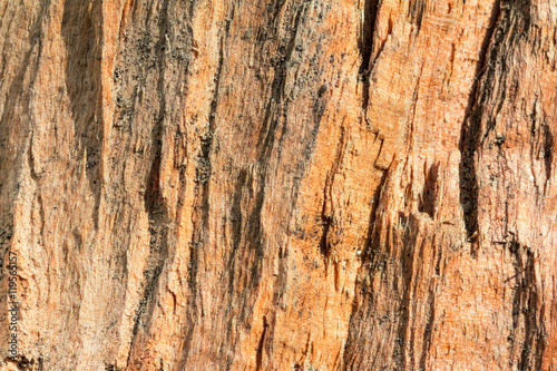 texture of tree bark 