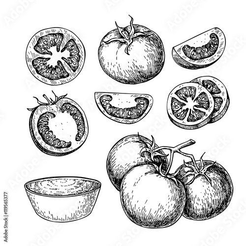 Tomato vector drawing set. Isolated tomato, sliced piece and tom