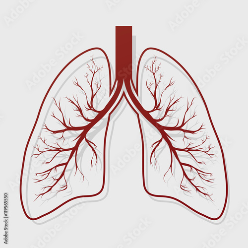 Human Lung anatomy illustration