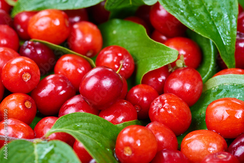 Ripe cornelian cherry (Cornus mas). Fruit background