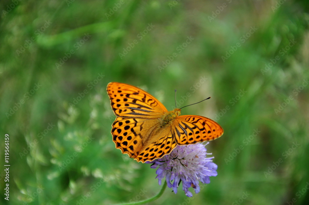 Orange butterfly on mauve flower Orange butterfly on mauve flower