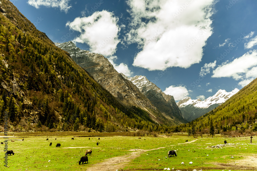 Changping Valley with yaks by Mount Siguniang
