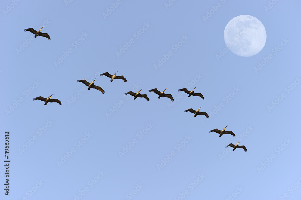 Fototapeta premium Bird Migration