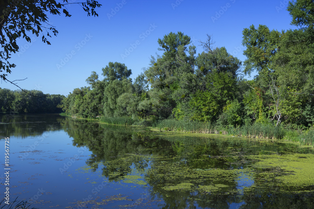 Wild summer lake