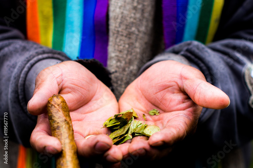 Hojas de coca