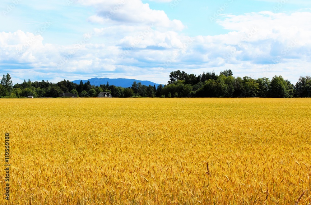 Golden colored wheat field Golden colored wheat field