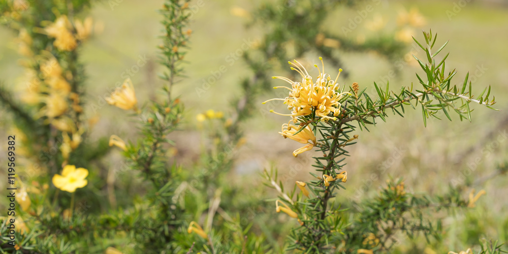 Australian golden wildflower Grevillea juniperine molonglo panor