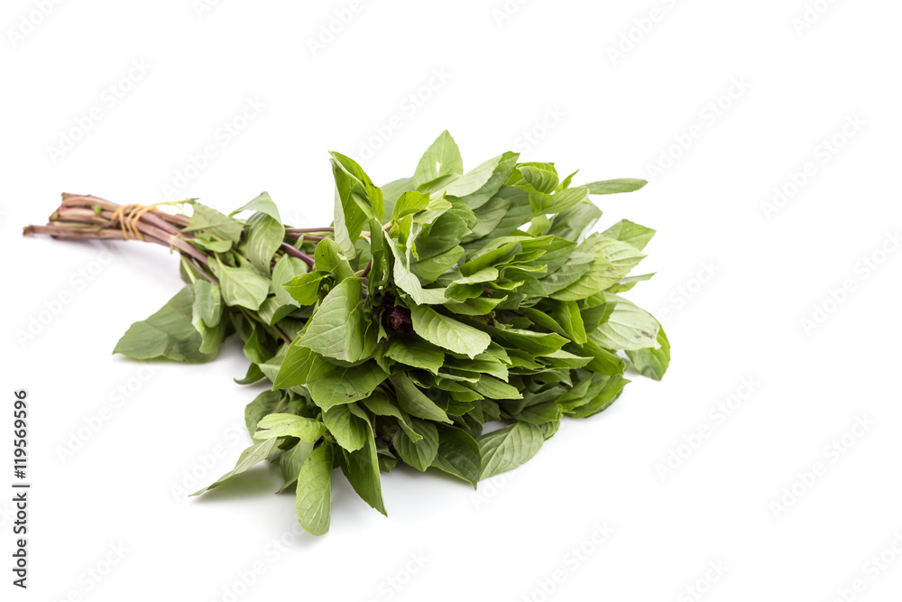 Fresh green Thai basil isolated on white background Fresh green Thai basil isolated on white background