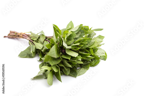 Fresh green Thai basil isolated on white background
