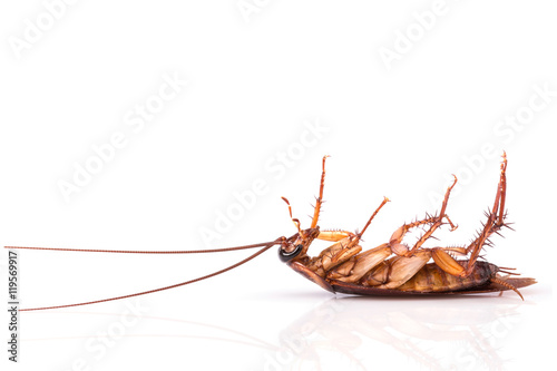 Cockroach isolated on a white background © SKT Studio