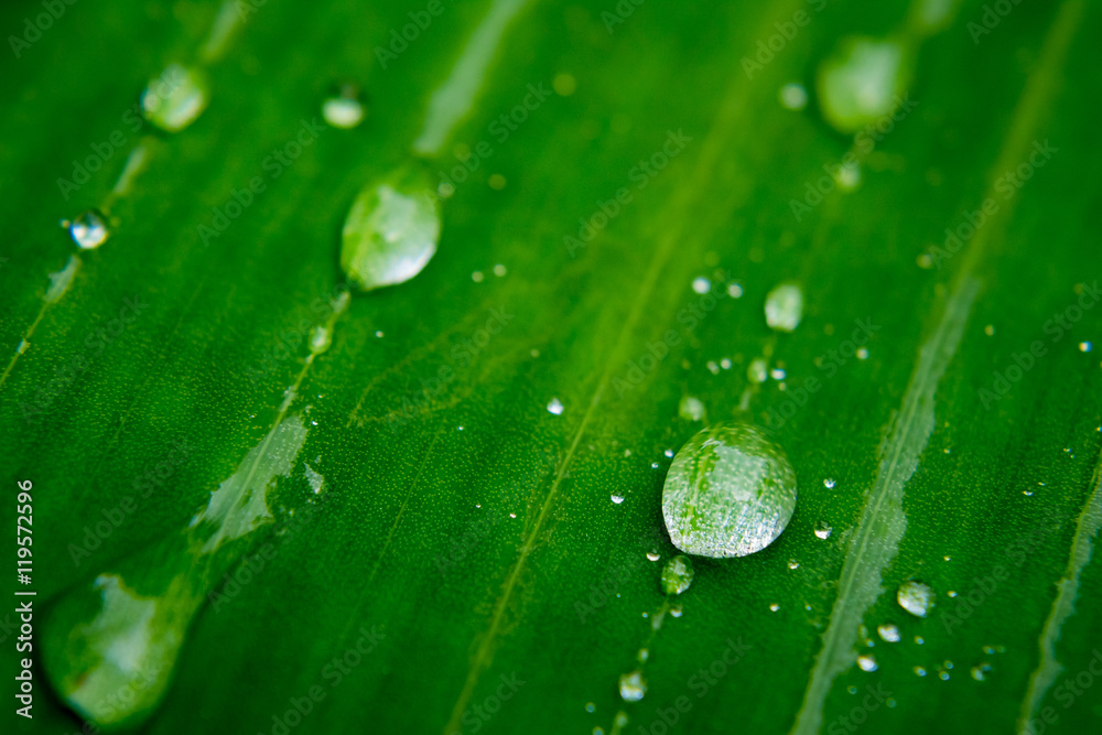 Water drop on green leaves Water drop on green leaves