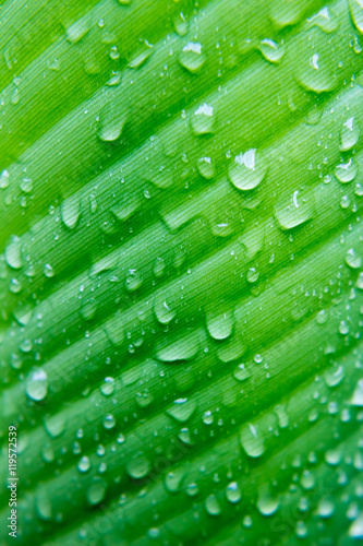 Water drop on green leaves blur