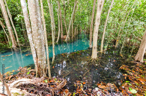 Fototapeta Naklejka Na Ścianę i Meble -  Mangrove trees along the turquoise green water in the stream