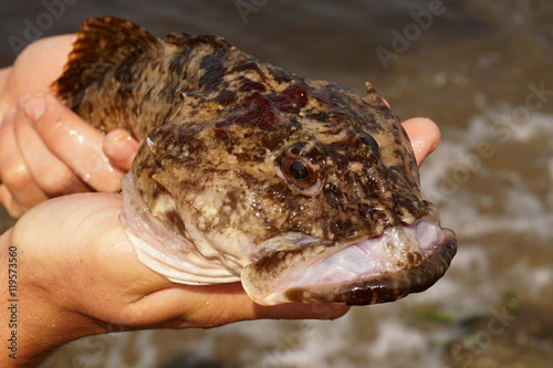 Fish in hands