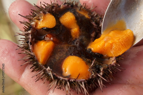 Roe of the sea urchin