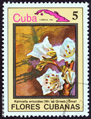 Fototapeta Naklejka Na Ścianę i Meble -  Kalmiella ericoides flower (Cuba 1983)