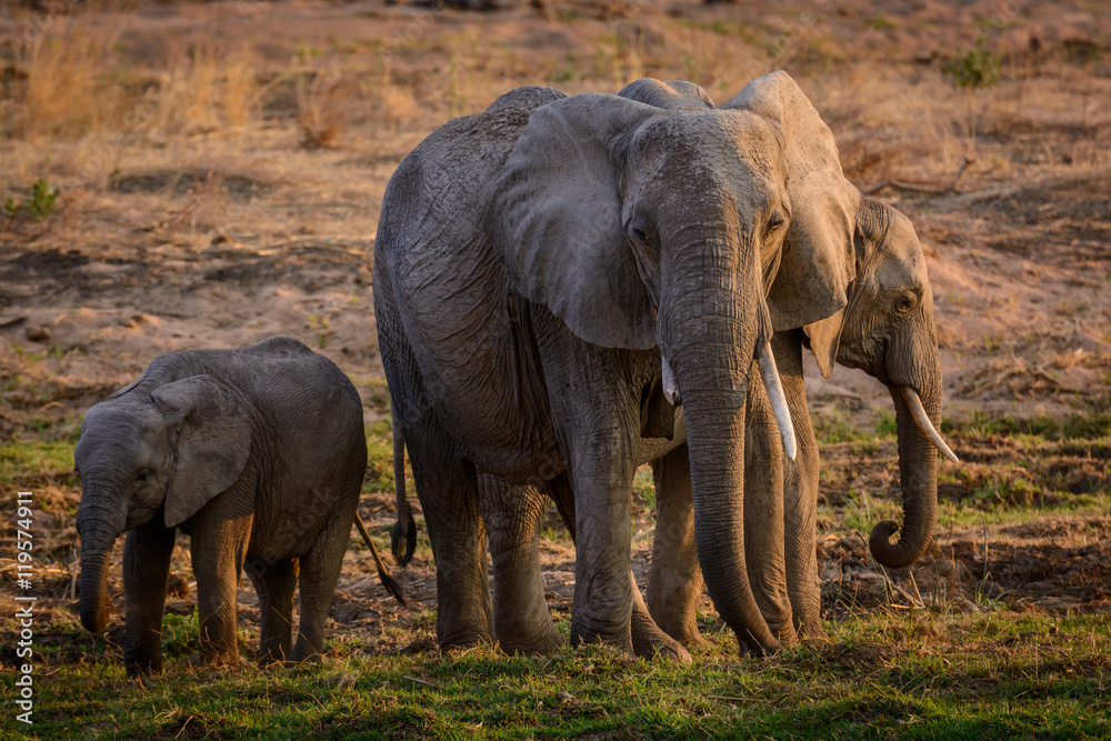 Fototapeta premium African bush elephant (Loxodonta africana) herd. Ruaha National Park. Tanzania