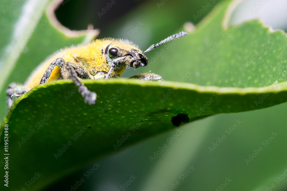 Fototapeta premium Gold Dust Weevil (Hypomeces squamosus, Curculionidae)