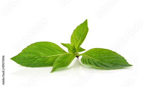 Thai basil leaf on white background