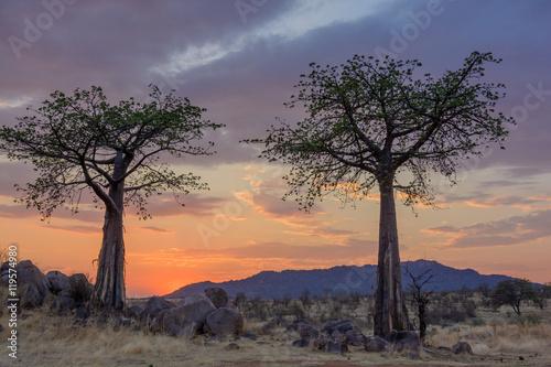 Sunset and Baobab  (Adansonia digitata). Ruaha National Park. Tanzania photo
