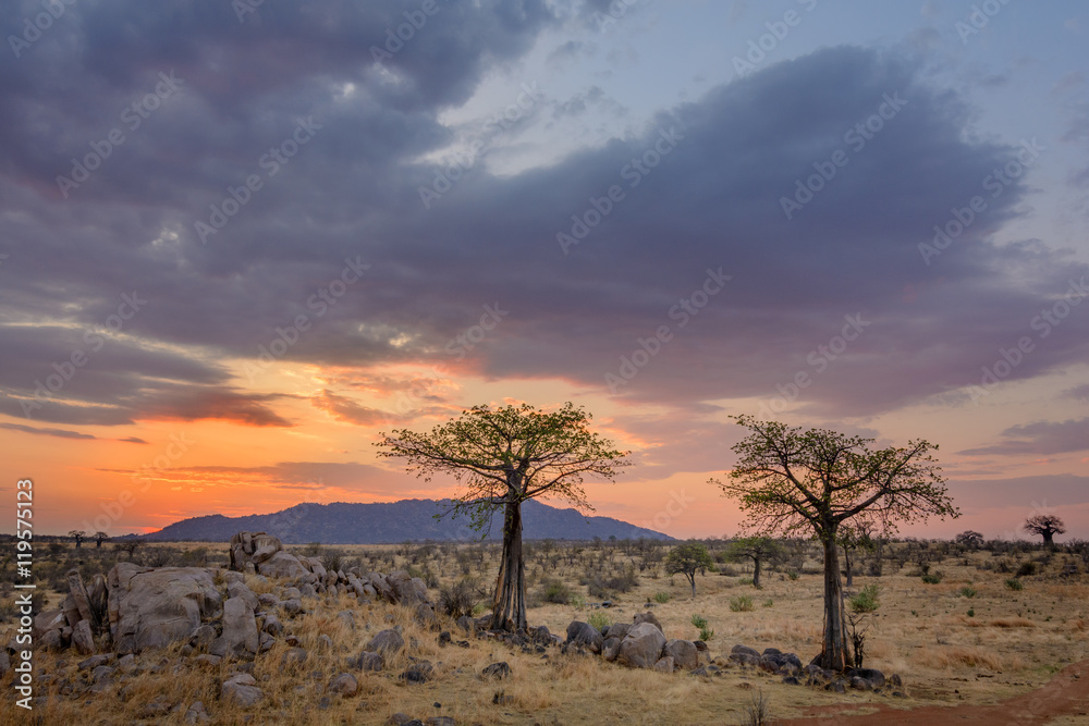 Sunset and Baobab  (Adansonia digitata). Ruaha National Park. Tanzania