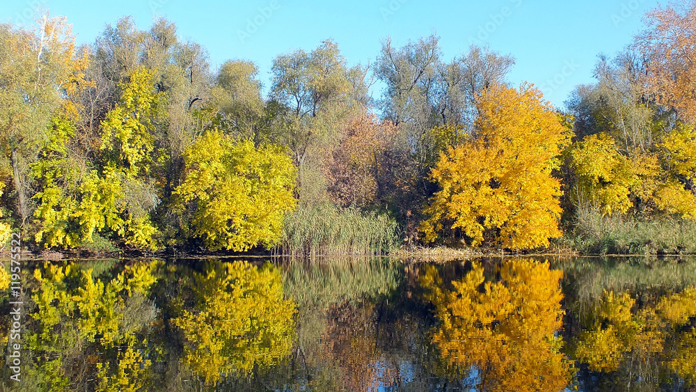 Fototapeta premium Golden autumn on riverside