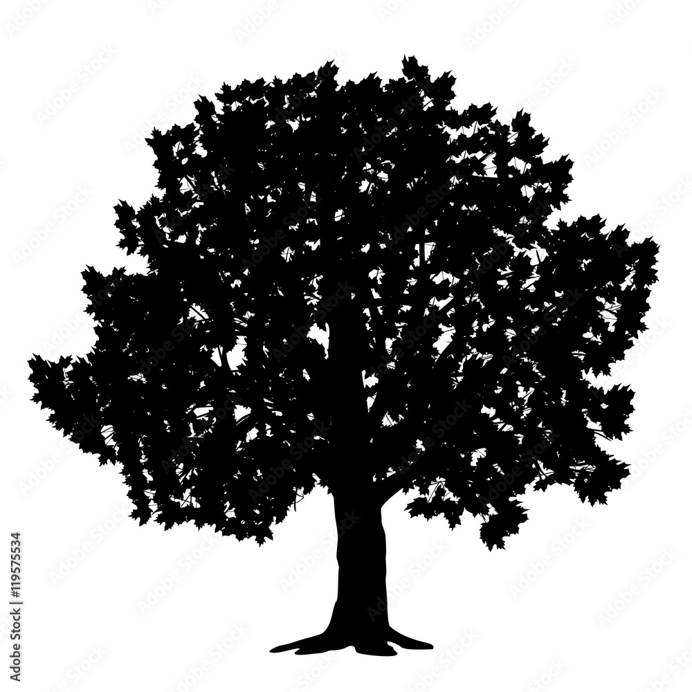 Fototapeta premium silhouette detached tree maple with leaves