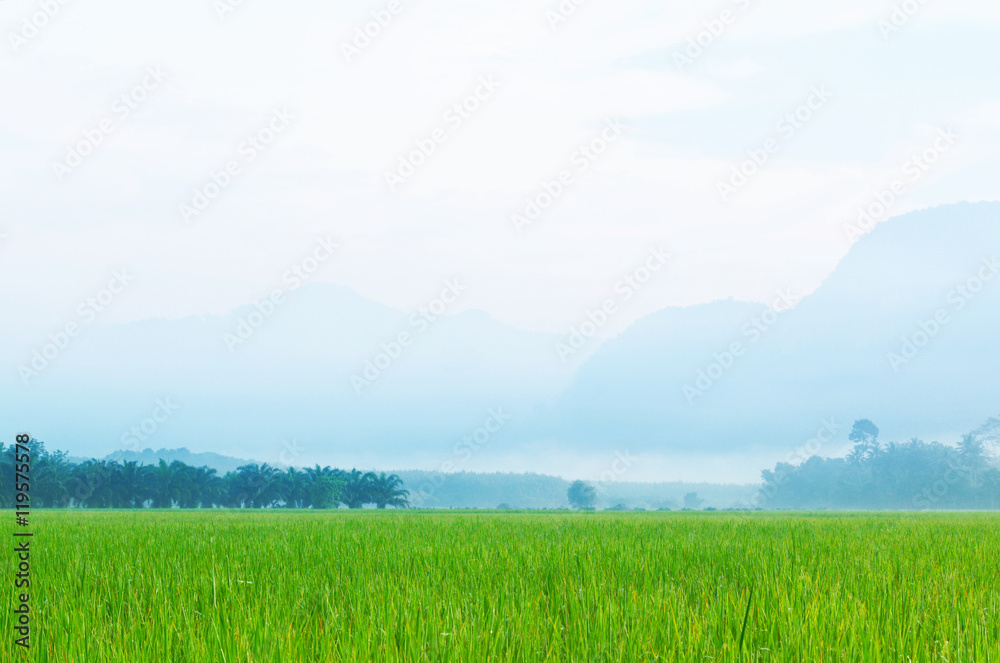 Obraz premium Landscape of rice field and blue sky
