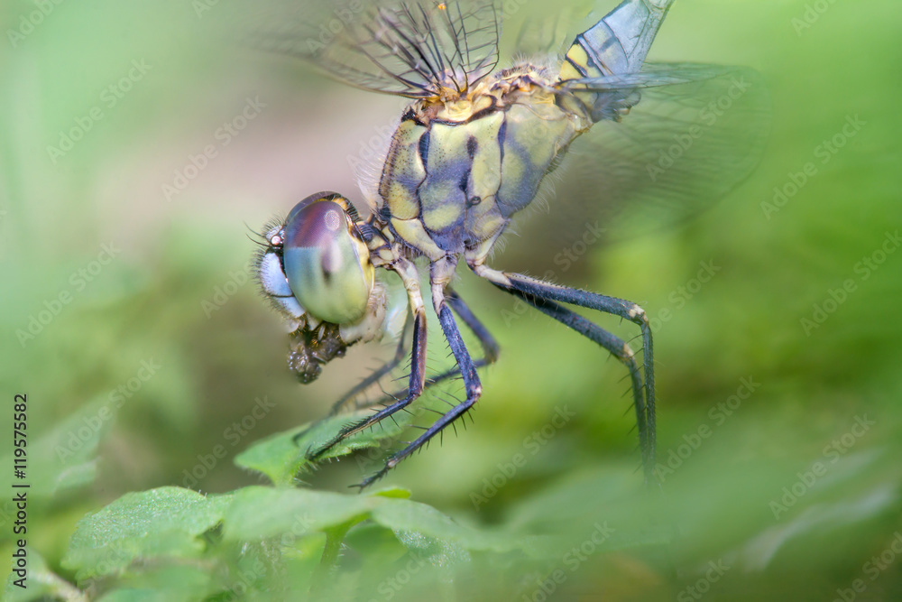 Green Marsh Hawk Dragonfly (Orthetrum sabina) having lunch Green Marsh Hawk Dragonfly (Orthetrum sabina) having lunch
