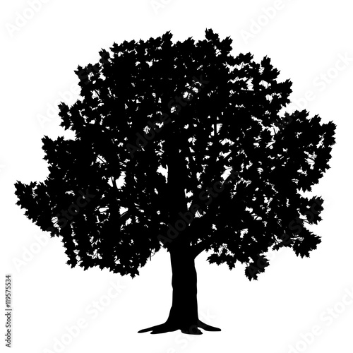 silhouette detached tree maple with leaves