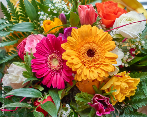 Fotografia colorful gerber daisy flowers closeup, natural background