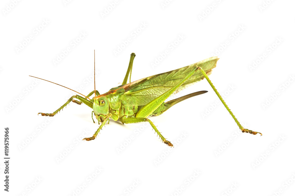 Grasshopper isolated on white background Grasshopper isolated on white background