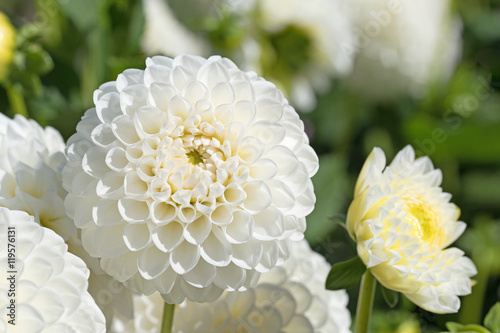 Fototapeta Naklejka Na Ścianę i Meble -  Weiße Dahlien, Dahlias