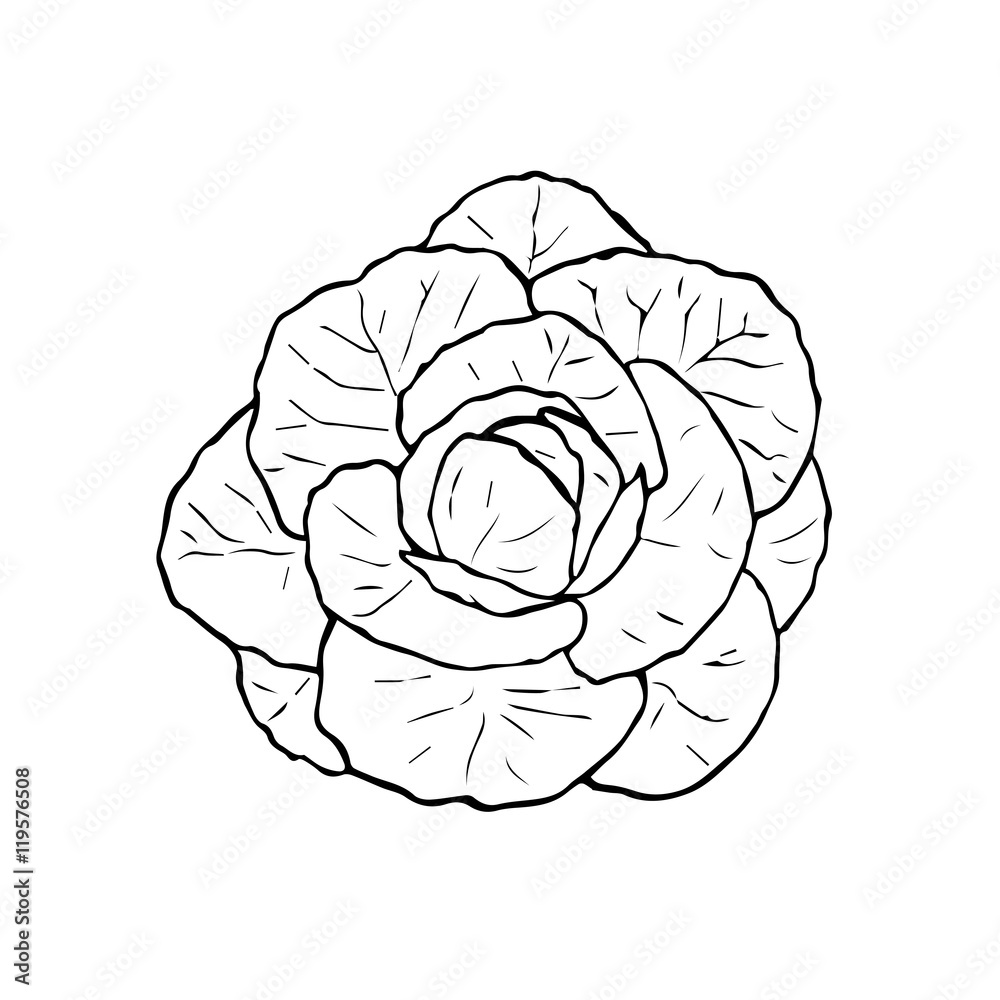 Obraz premium Illustration of black and white cabbage. Hand drawn cabbage
