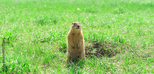 Foto Gopher standing and starring near the burrow on the meadow