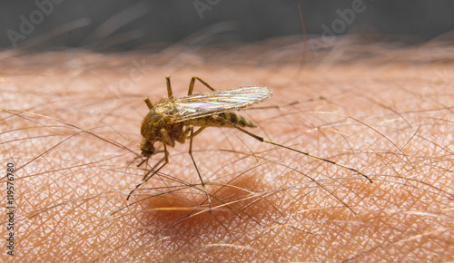 Macro of biting mosquito on the skin