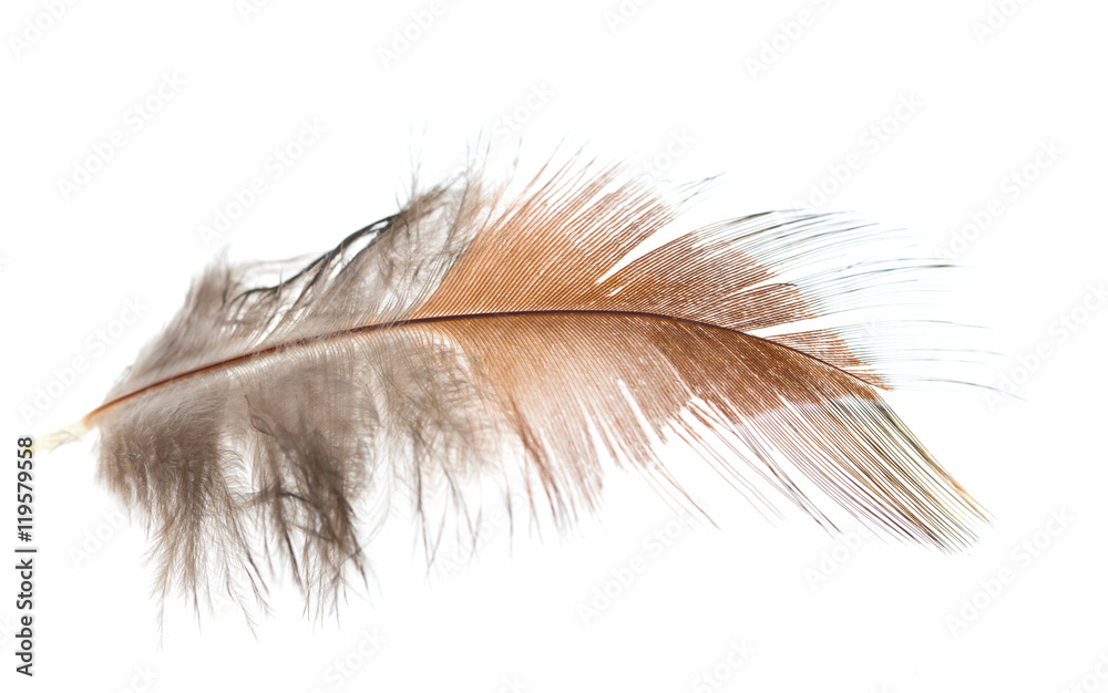 brown feather on white background brown feather on white background