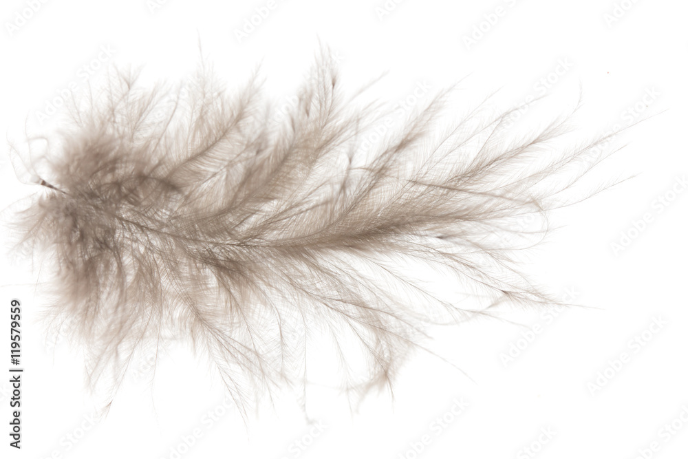 Obraz premium brown feather on white background