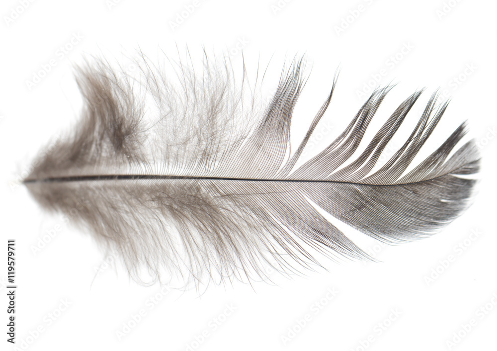 Black feathers on a white background Black feathers on a white background