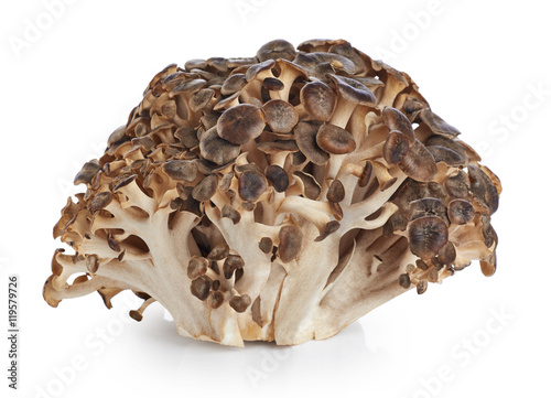 Grifola frondosa, Sheep's Head mushroom (maitake mushroom) isola photo