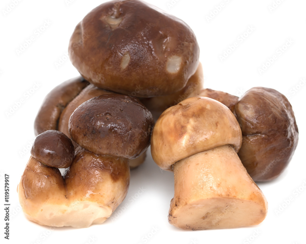 Fototapeta premium pickled mushrooms drillers