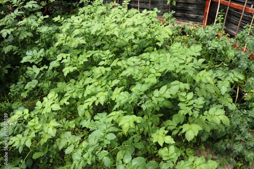 Potato plants in the garden