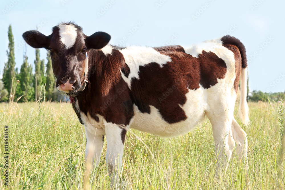 Brindled cow on a field