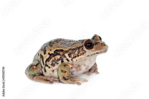 Billede på lærred Riobamba marsupial frog on white