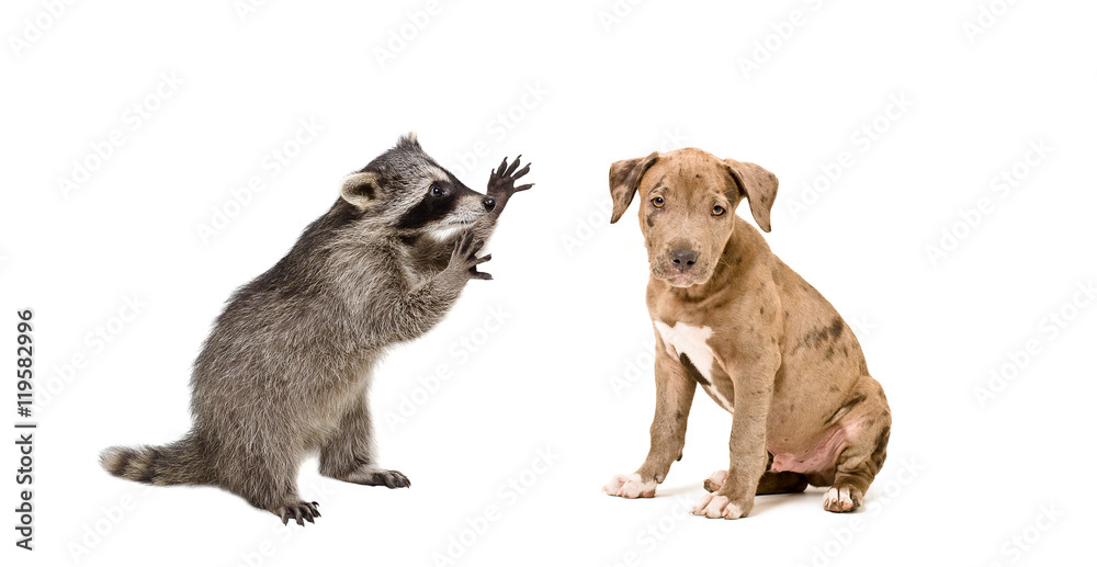Playful raccoon and a cute pitbull puppy 