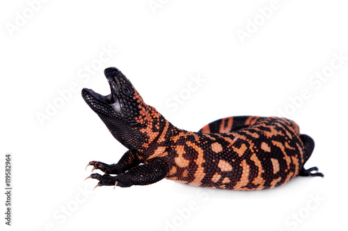 Gila Monster isolated on white photo