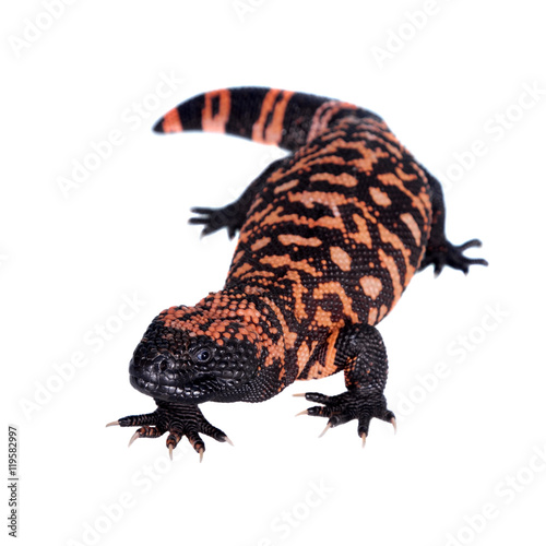 Gila Monster isolated on white photo