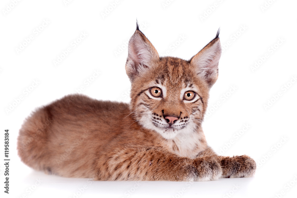 Obraz premium Eurasian Lynx cub on white