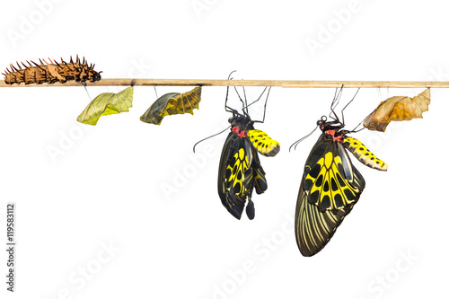 Isolated life cycle of female common birdwing butterfly photo